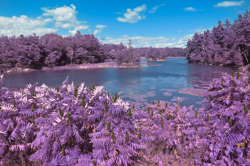Purple-leafed Plants by Lake