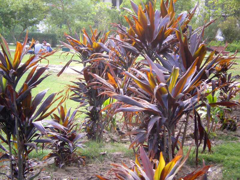 Purple-leafed plants in a park