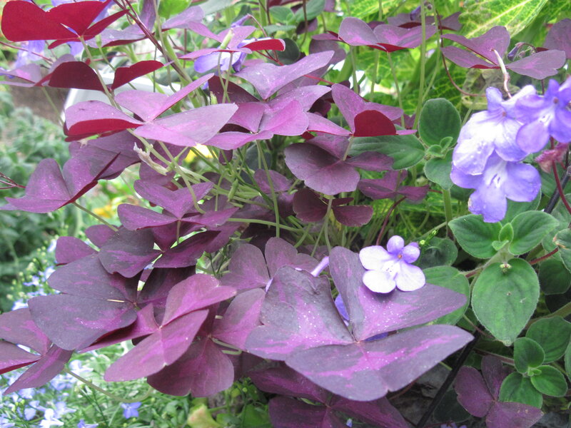 Purple-leafed Plants — Purple