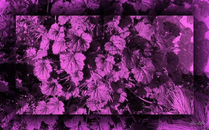 Purple-leafed Plants