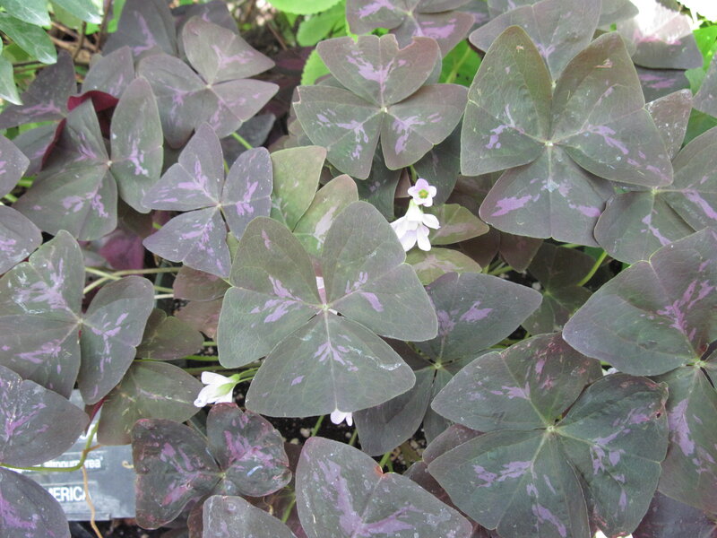 Purple-leafed Shamrock Plant