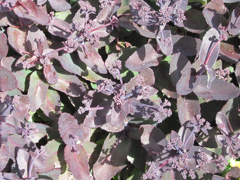 Purple-leafed Succulent Plant