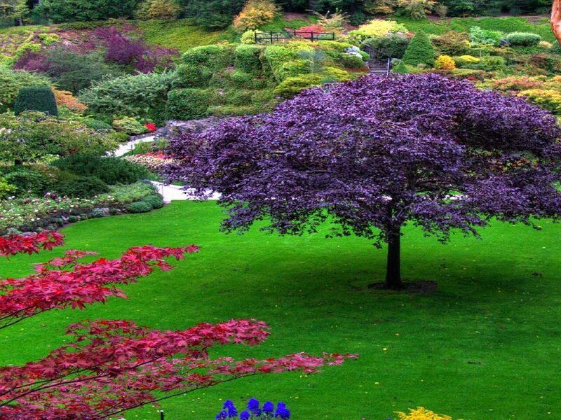 Purple-leafed Tree in Garden — Green, Serene