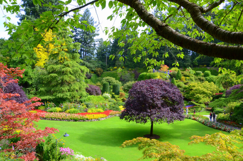 Purple-leafed Tree in Garden