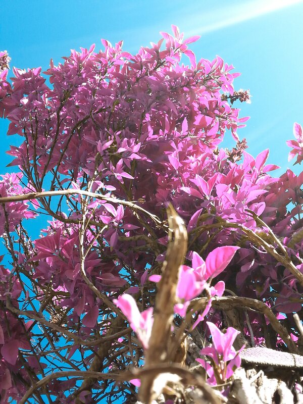 Purple-leafed Tree — Pink