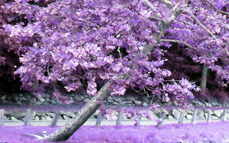 Purple-leafed Tree