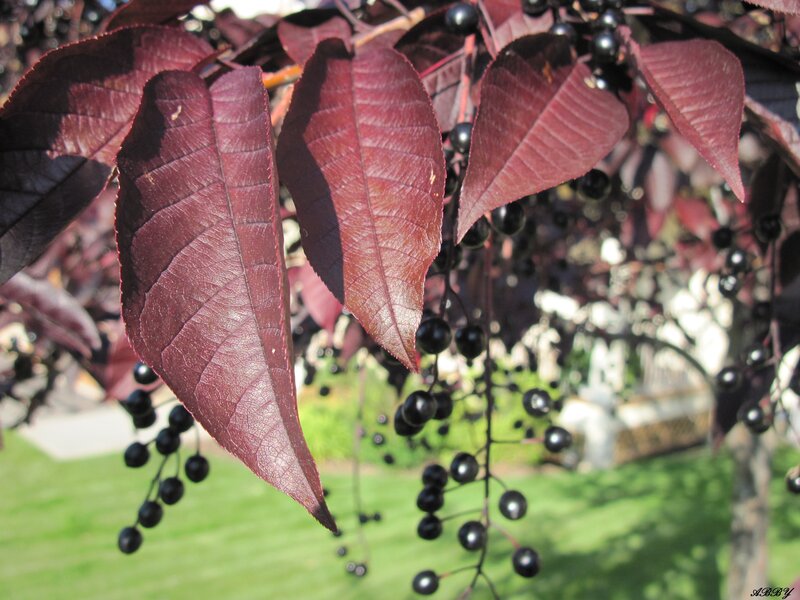 Purple-leafed Tree with Berries