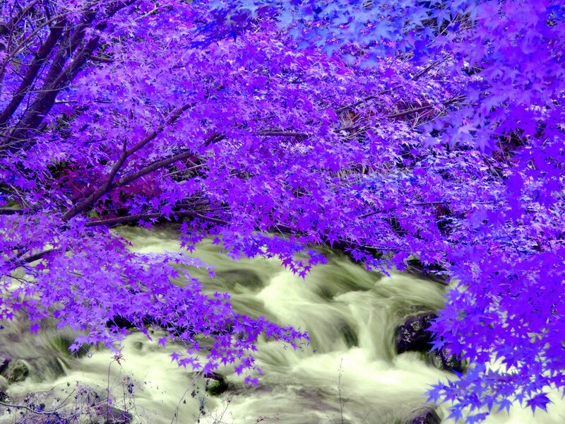 Purple-leafed Trees over Stream