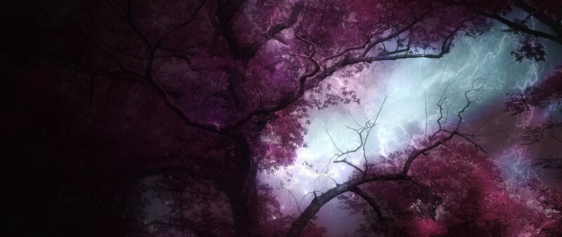 Purple-leafed Trees — Purple, Dramatic, Night