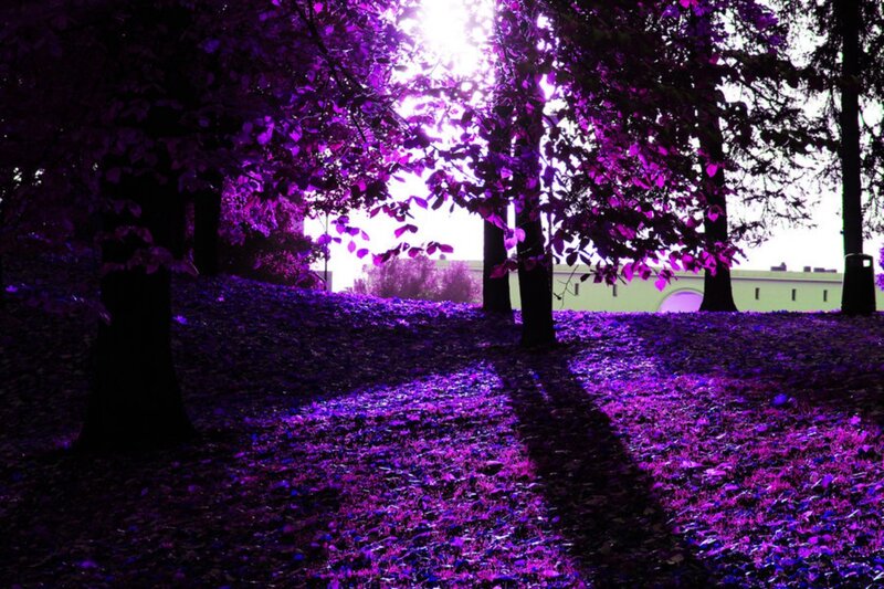 Purple-leafed Trees — Purple, Dramatic