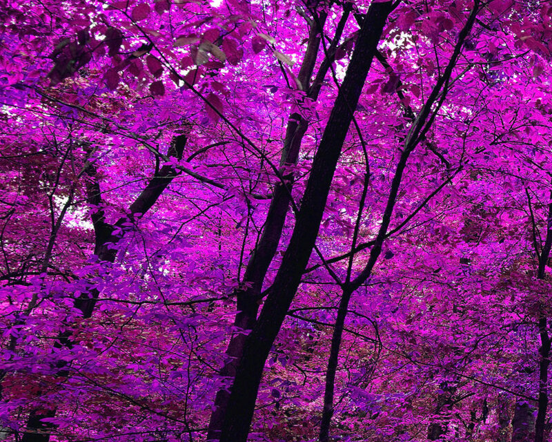 Purple-leafed Trees — Purple, Serene