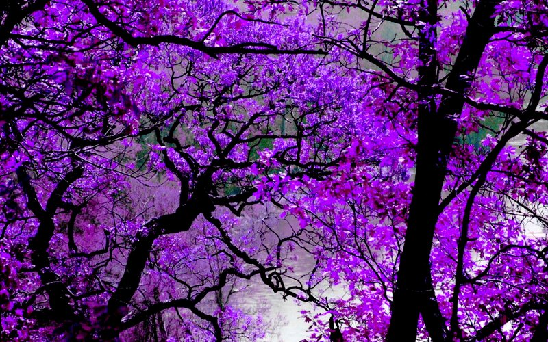 Purple-leafed Trees — Purple