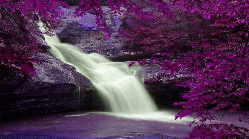 Purple-leafed Waterfall — Purple, Serene, Photograph