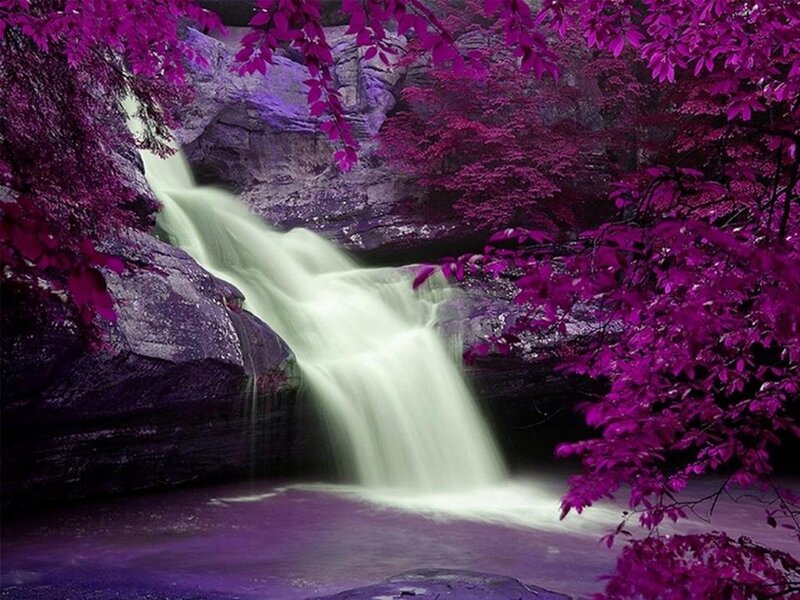 Purple-leafed Waterfall — Purple, Serene