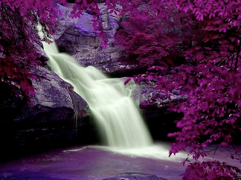 Purple-leafed Waterfall — Purple