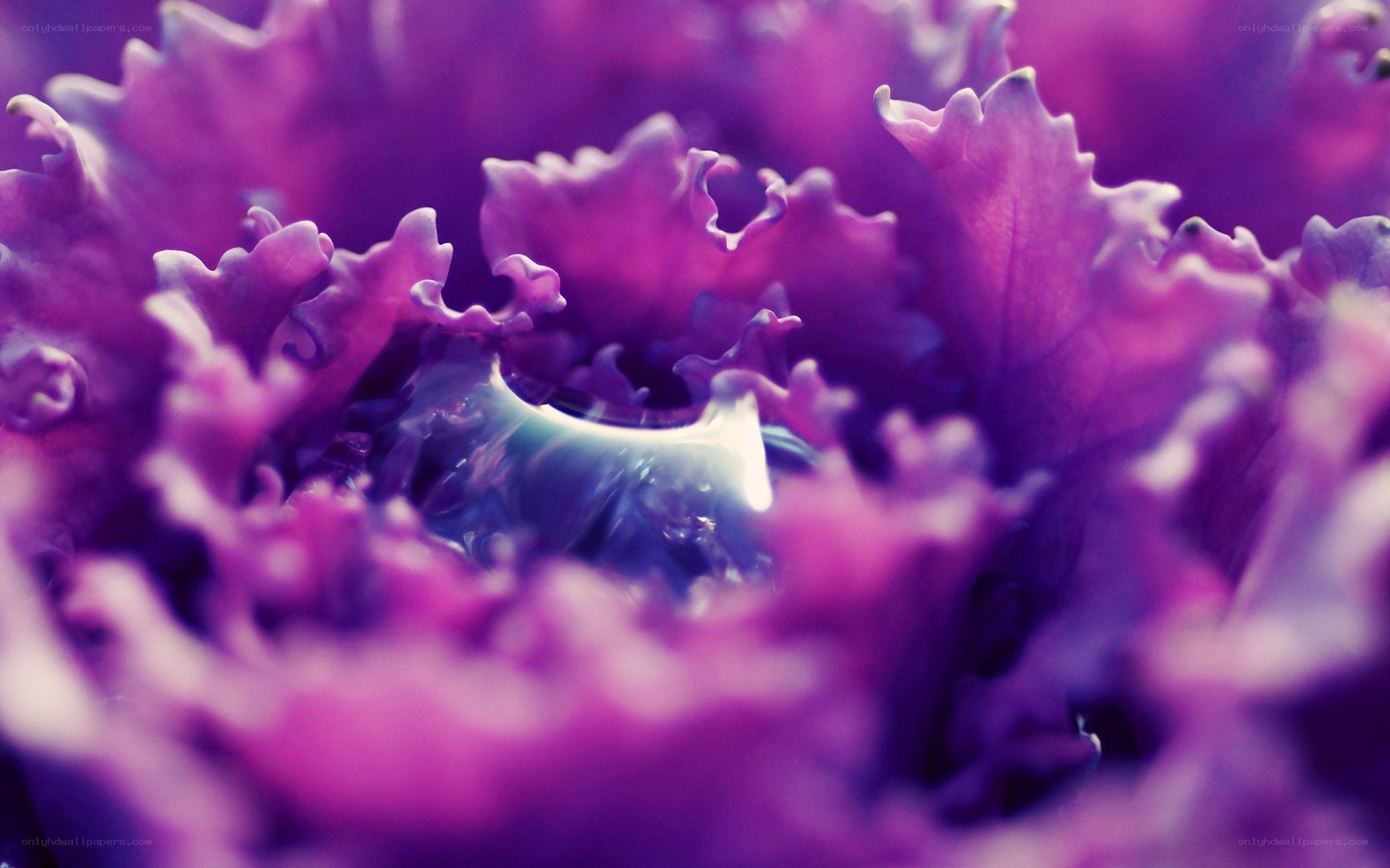 Purple leafy plant close-up