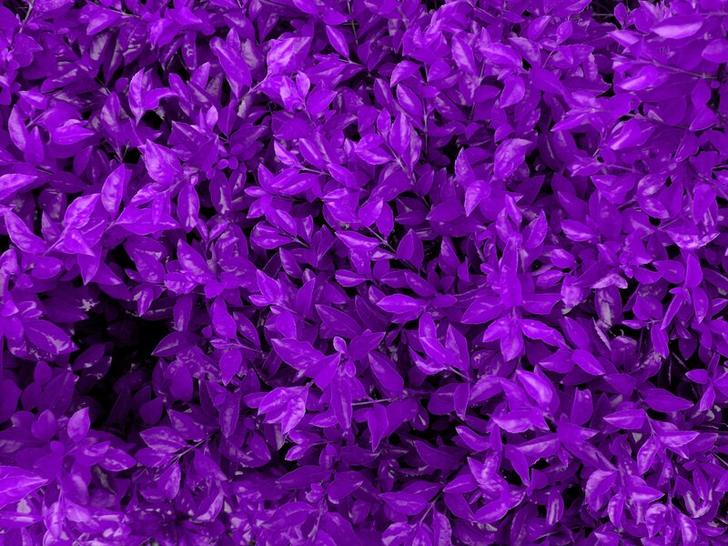Purple Leafy Plant — Dense, Photograph