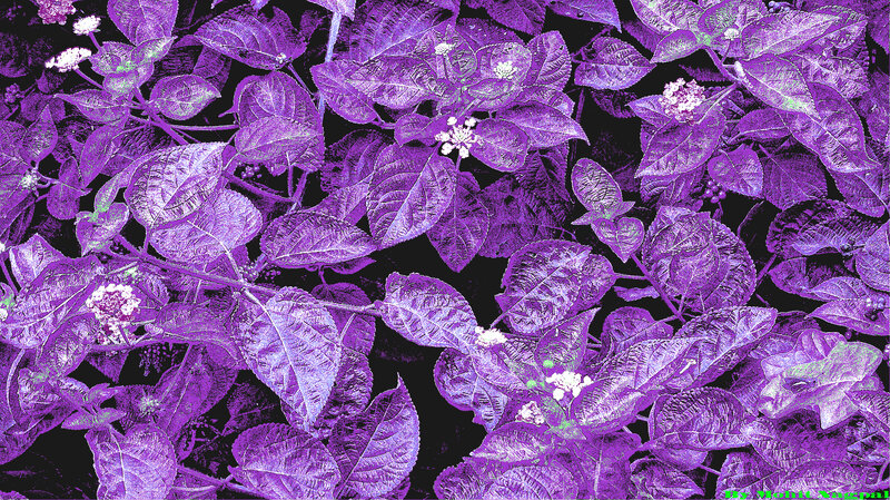 Purple Leafy Plant — Dense