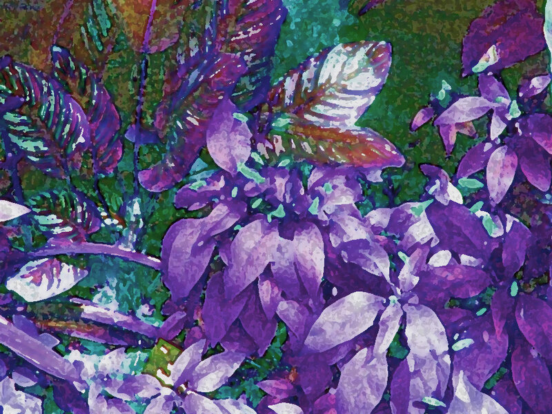 Purple Leafy Plants