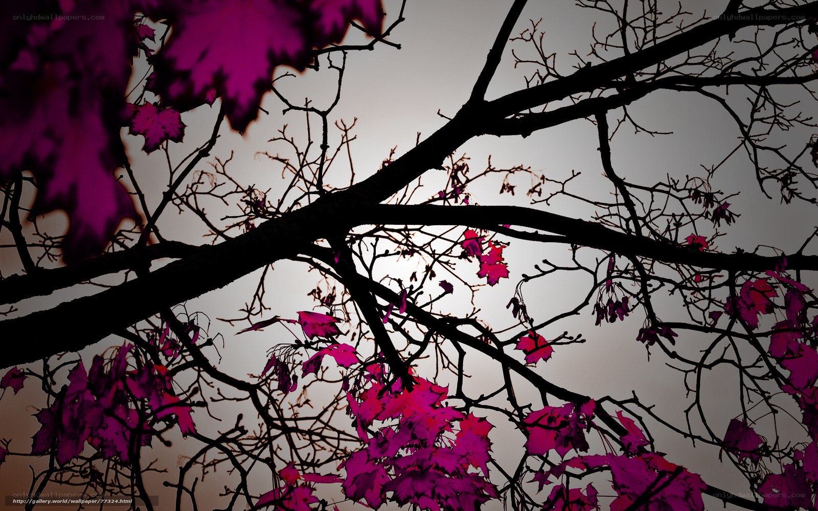 Purple Leaves Against Sky