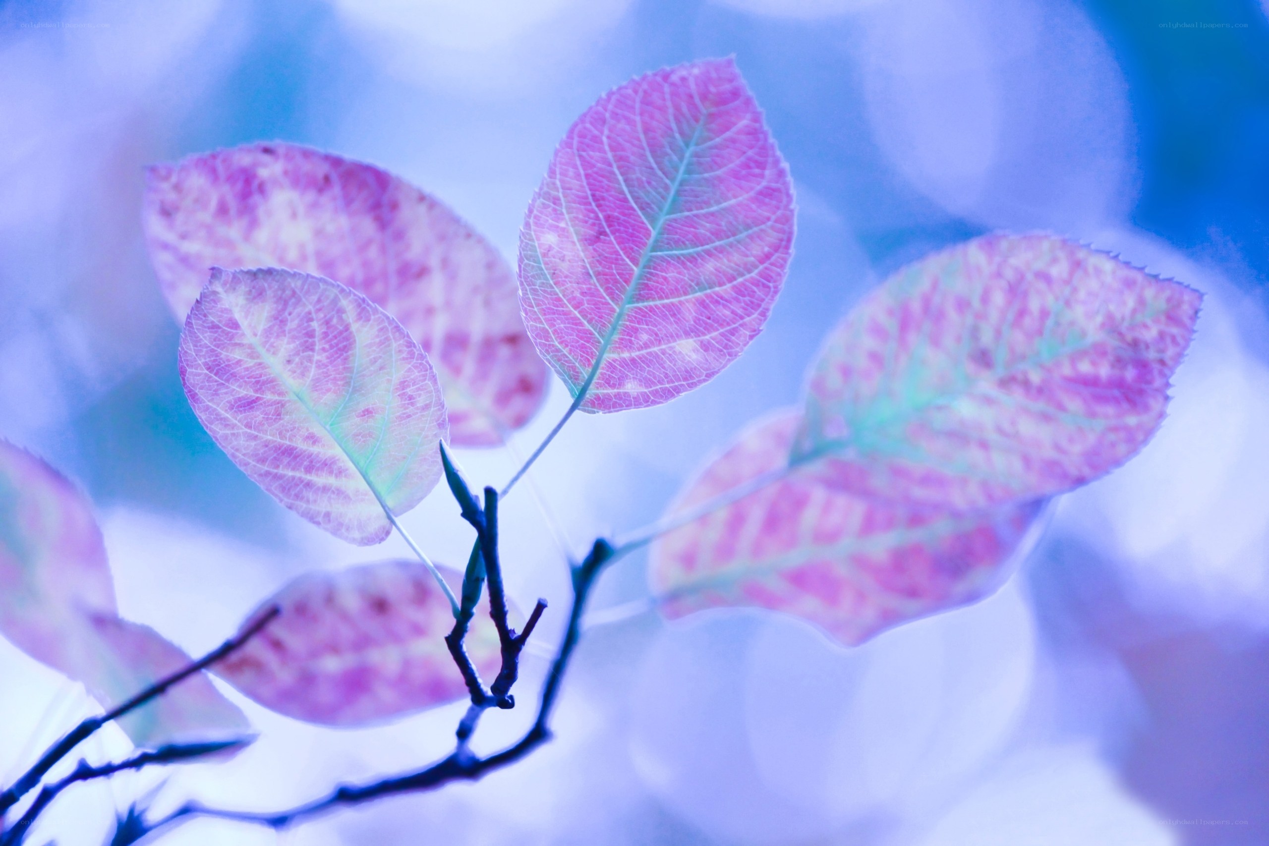 Purple leaves in blue light