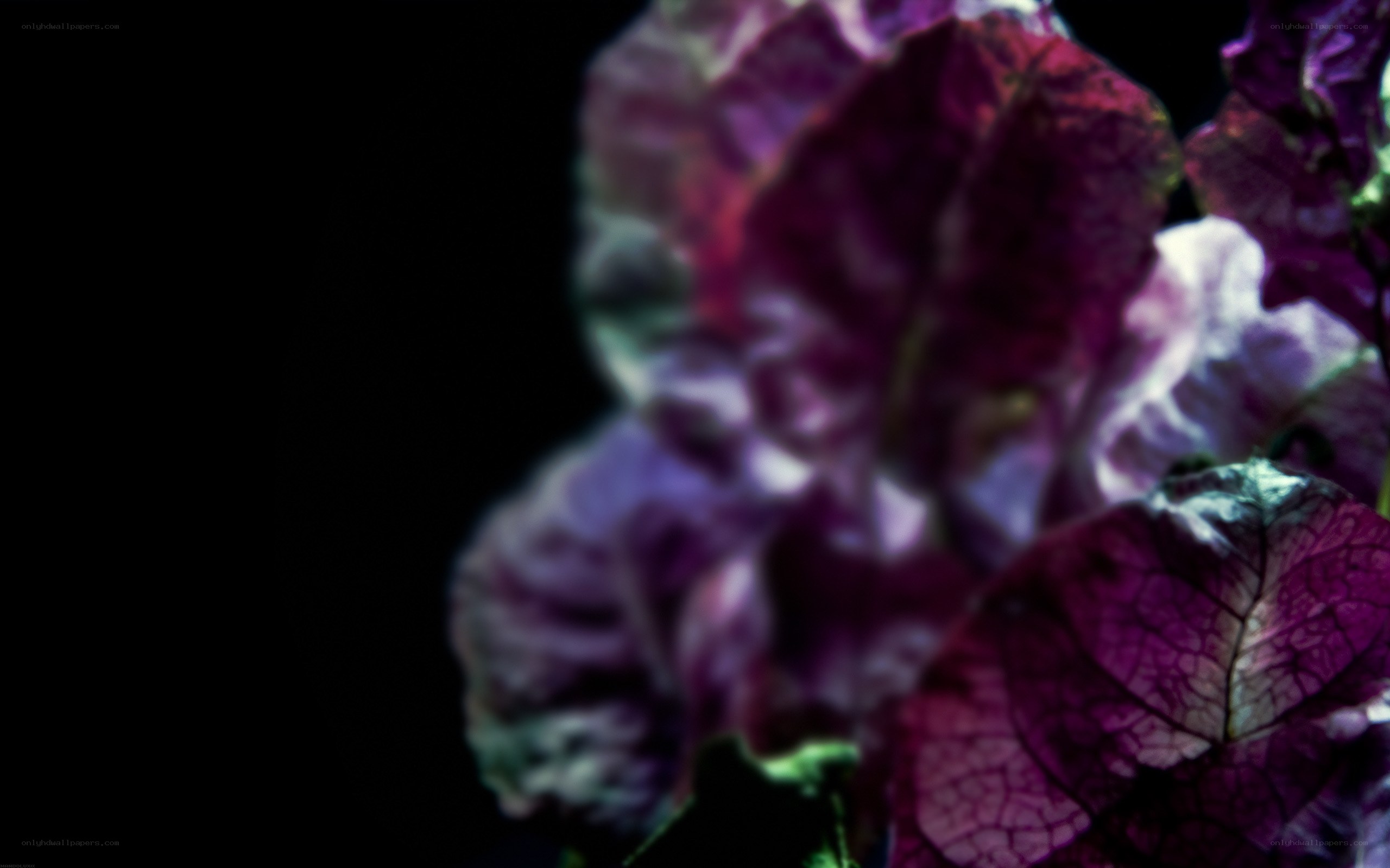 purple leaves in darkness