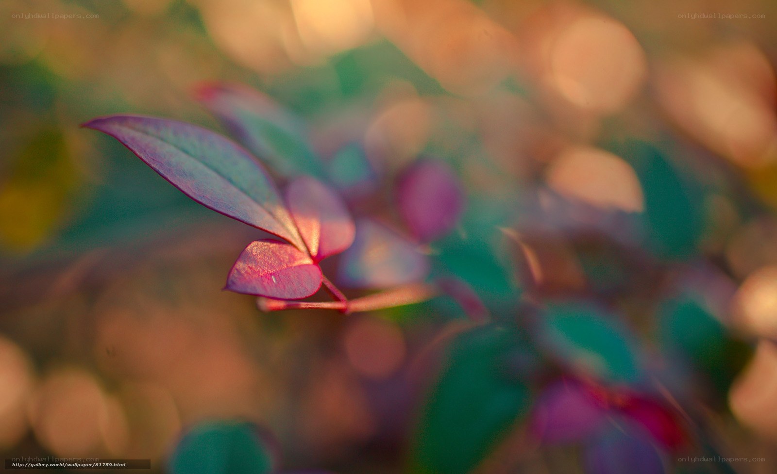 Purple leaves in soft focus