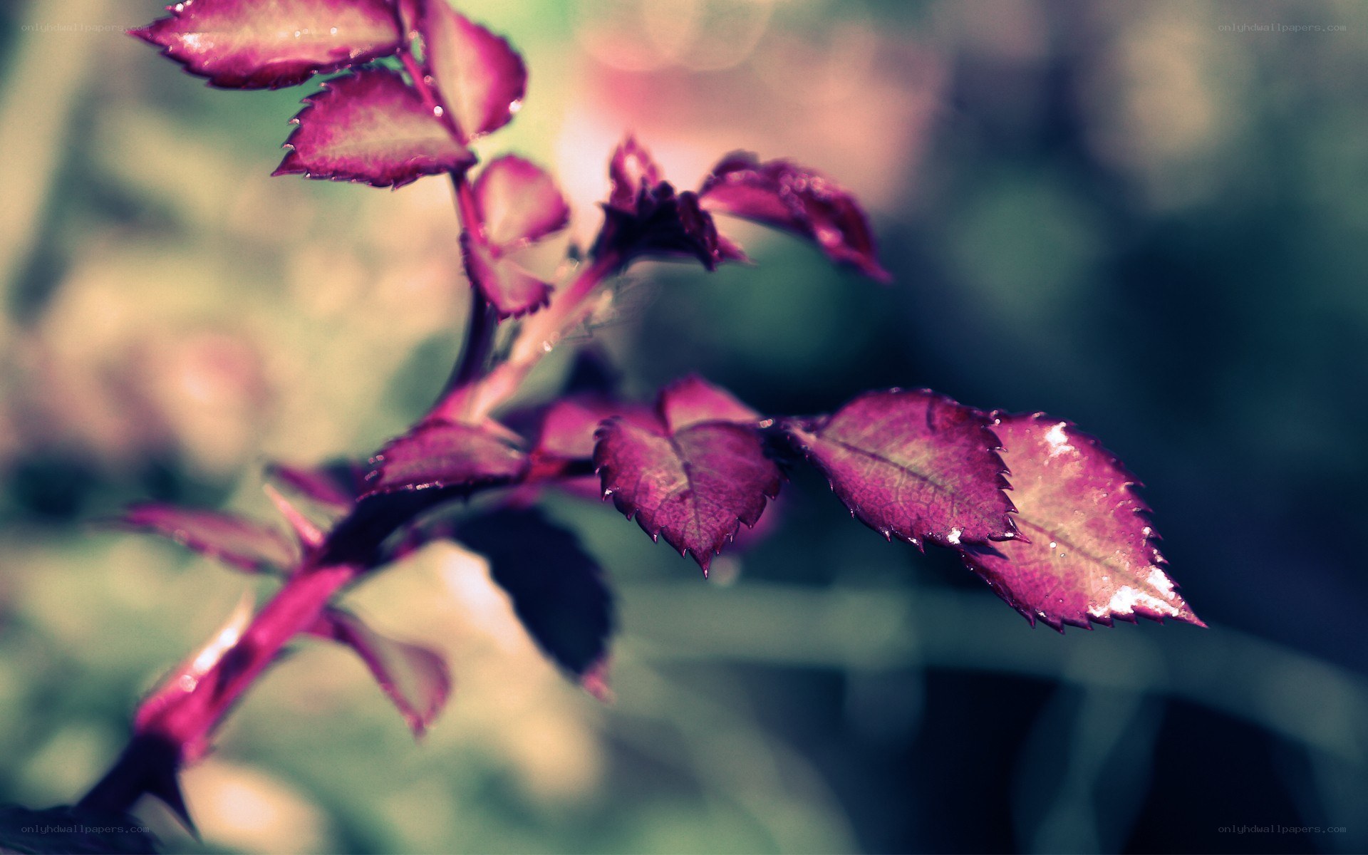 purple leaves in sunlight