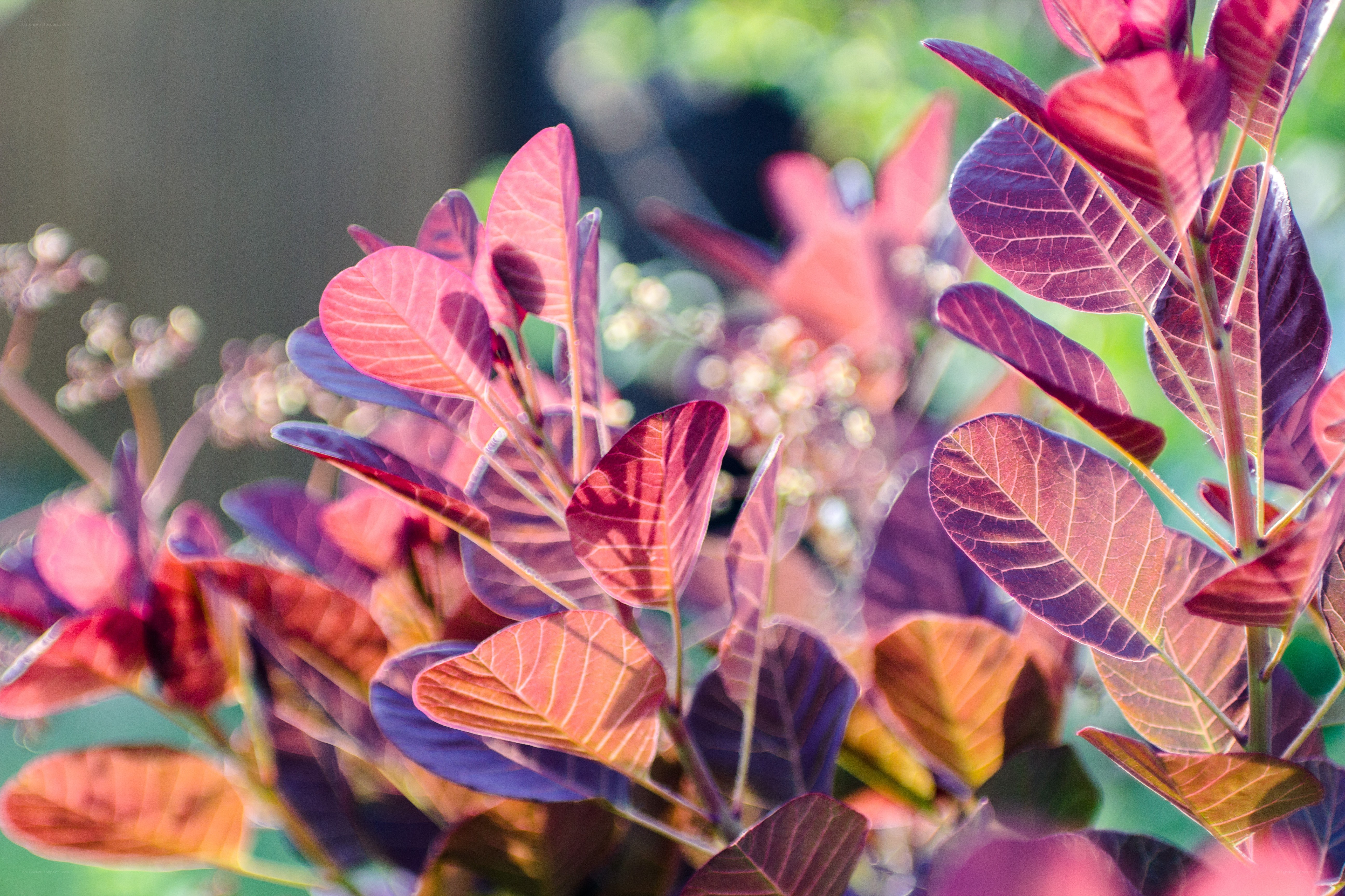 Purple leaves in sunlight