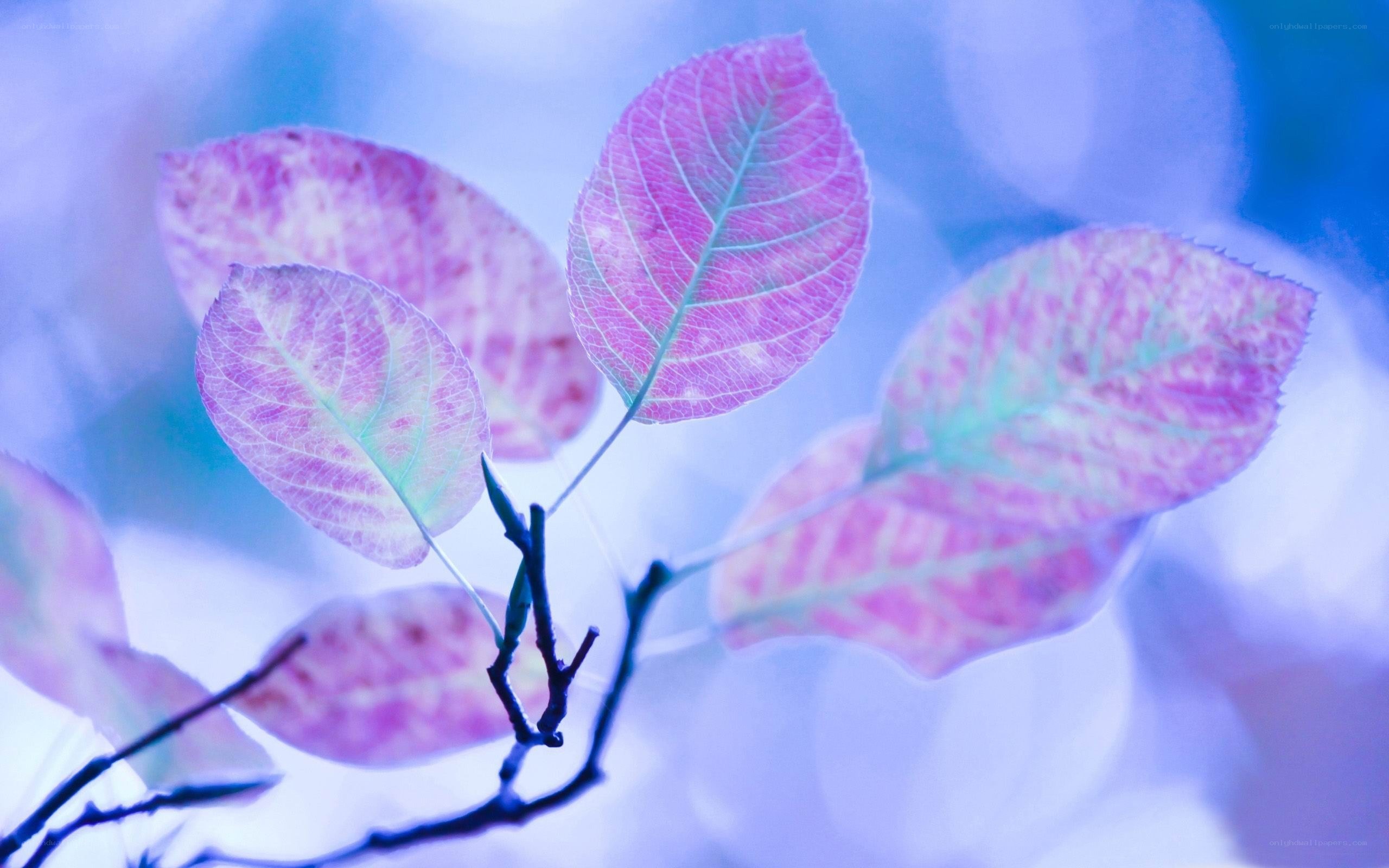 purple leaves on a branch