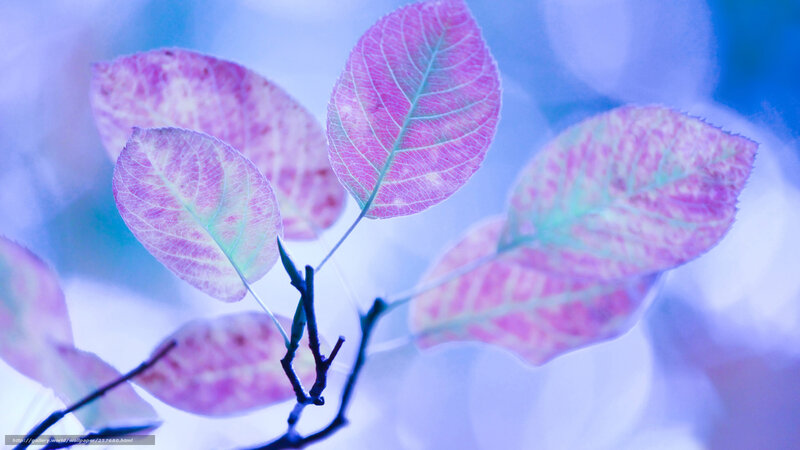 Purple leaves on a branch