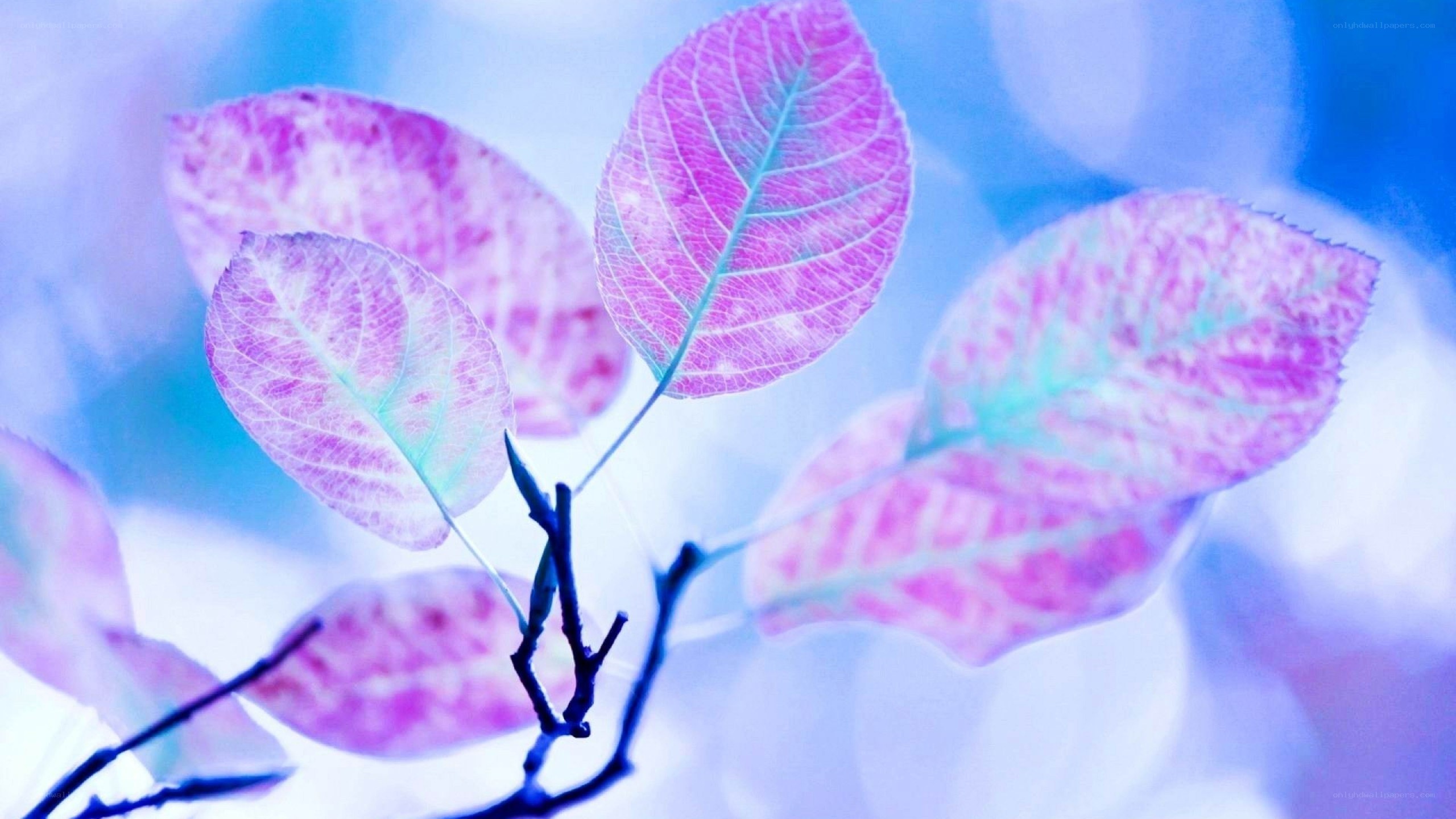 purple leaves on blue background