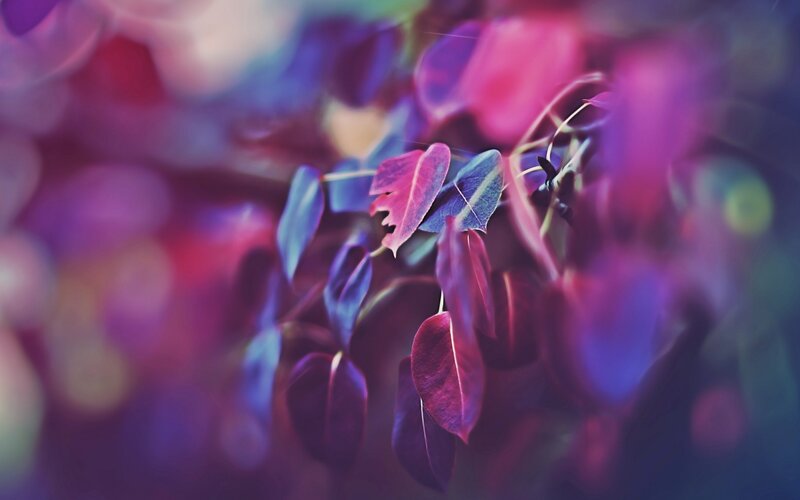 Purple Leaves on Branch — Dreamy, Photograph, Bokeh