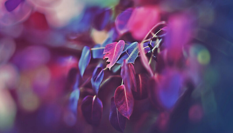 Purple Leaves on Branch — Dreamy