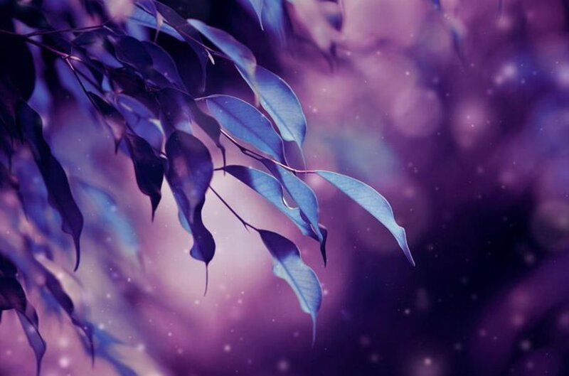 Purple Leaves on Branch — Serene, Night