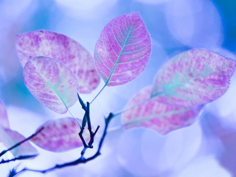 Purple Leaves on Branch — Serene, Photograph