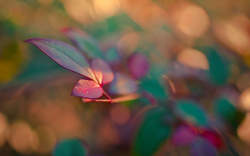 Purple Leaves on Branch — Serene, Sunset