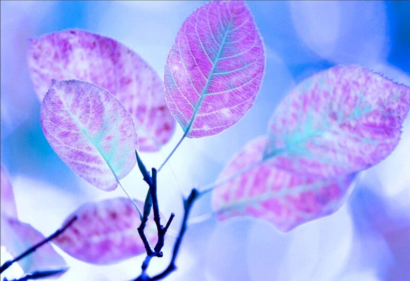 Purple Leaves on Branch — Serene