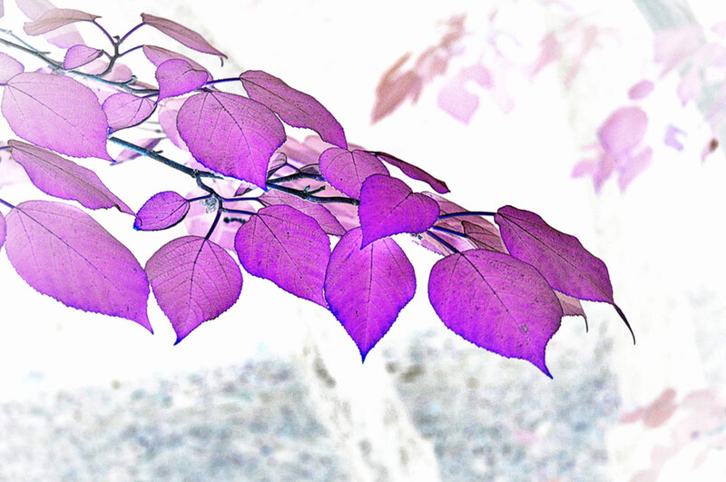 Purple Leaves on Branch