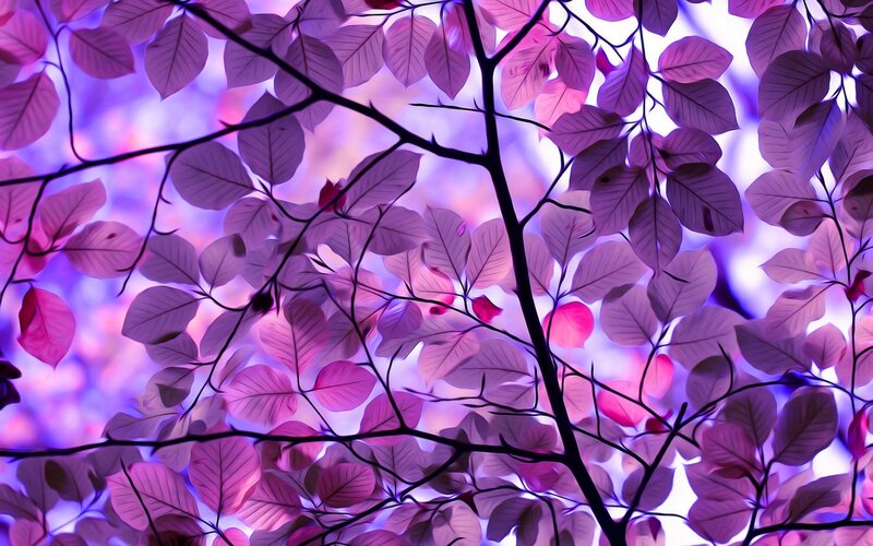 Purple Leaves on Branches — Dreamy