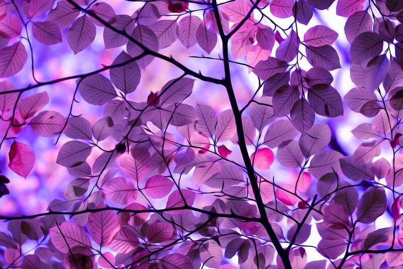 Purple Leaves on Branches