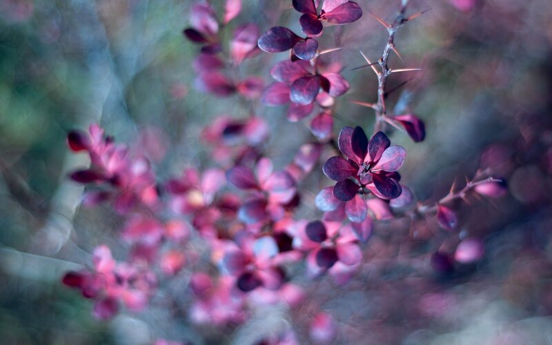 Purple leaves on thorny branches