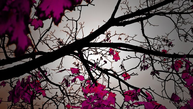 purple leaves on tree branches