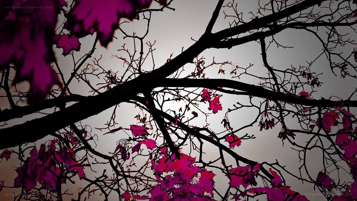 purple leaves on tree branches