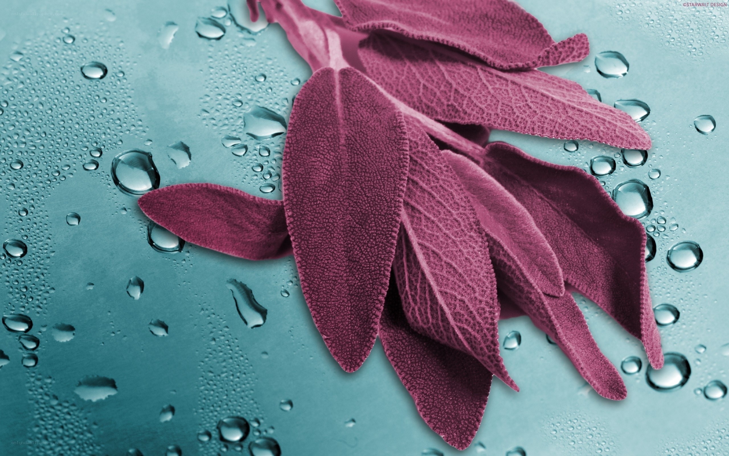 Purple leaves on wet surface