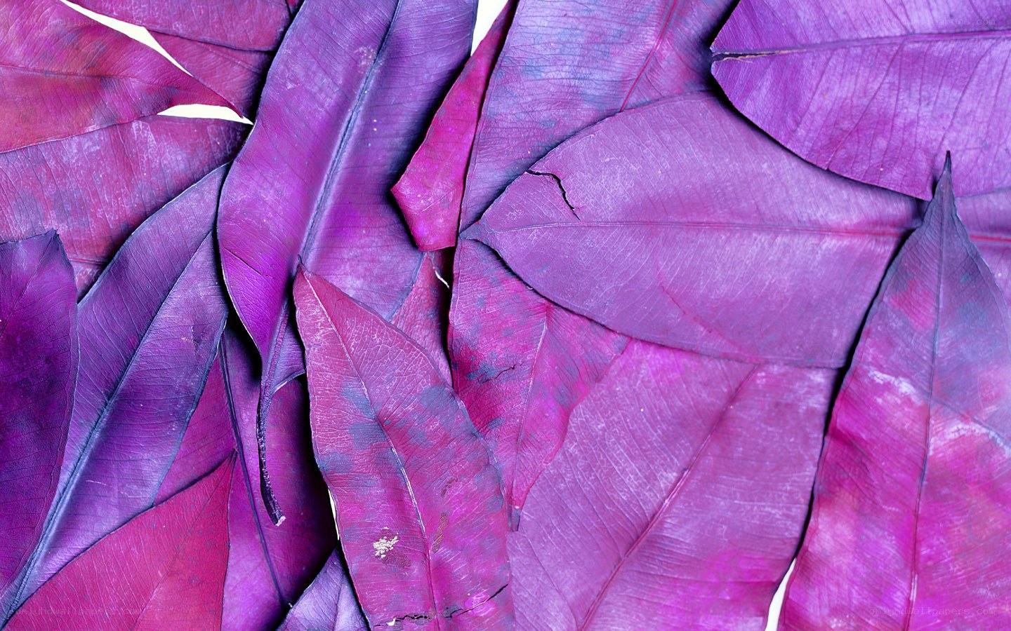 purple leaves texture