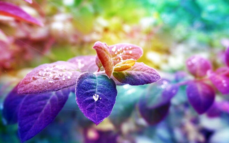 Purple Leaves with Dew — Serene