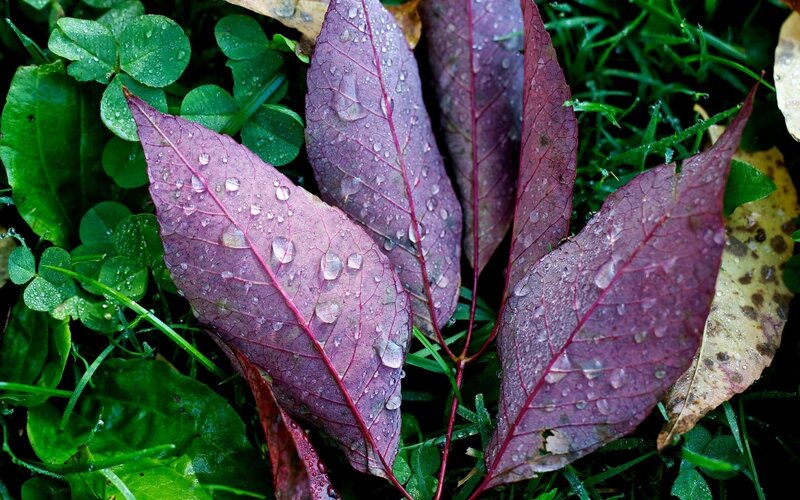 Purple leaves with raindrops