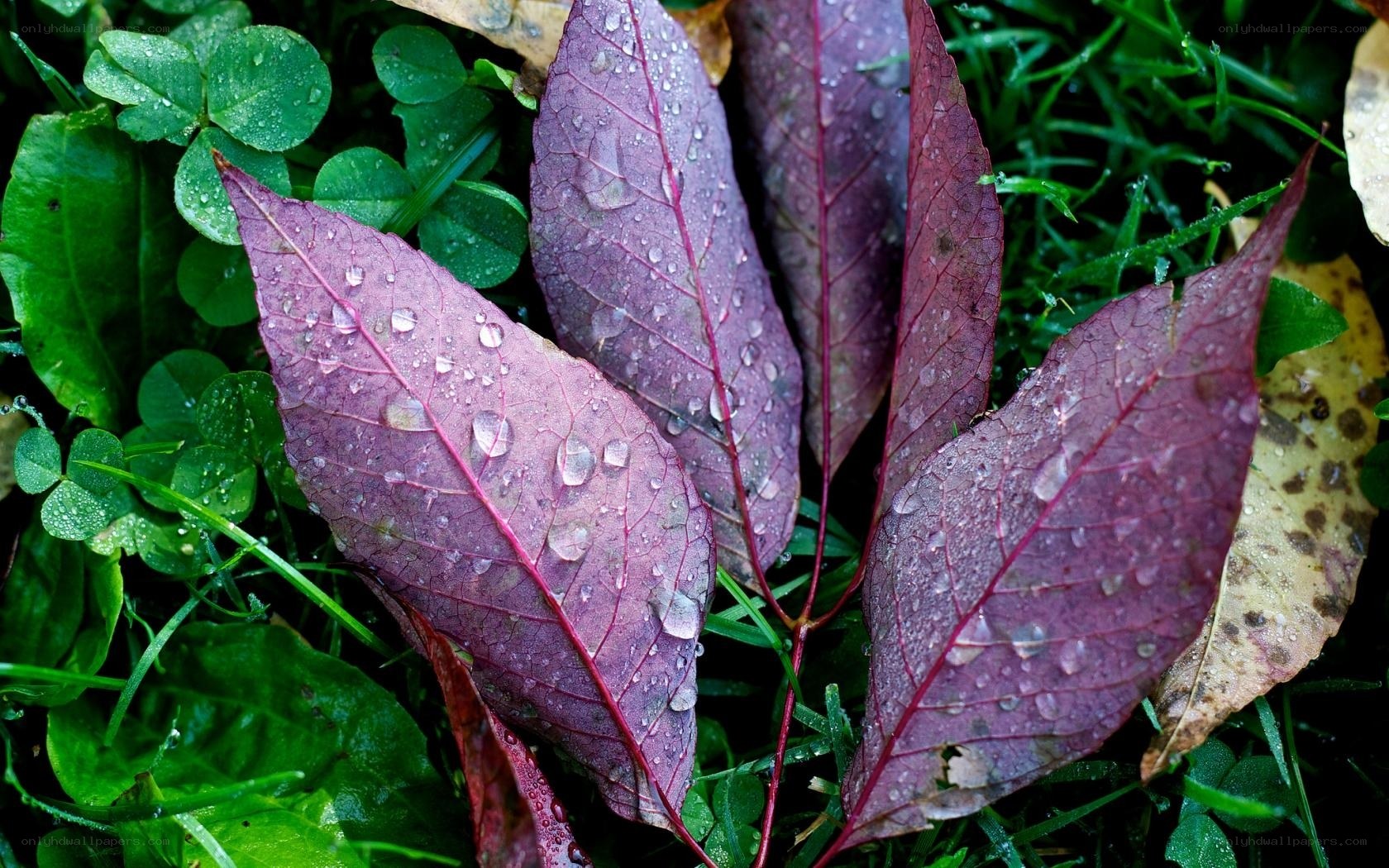 Purple leaves with raindrops