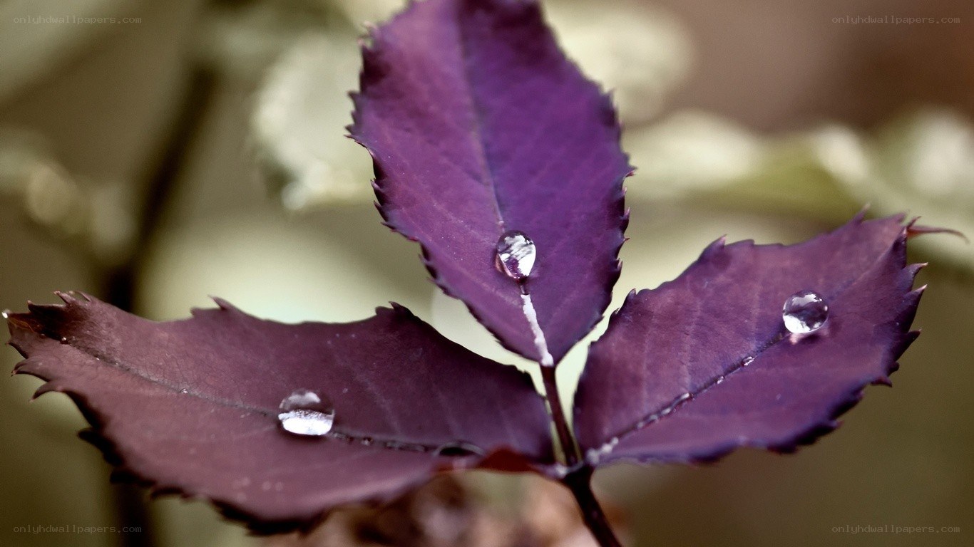 Purple leaves with water droplets